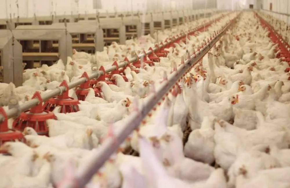 Avicultura brasileira pode superar barreiras da União Europeia com mais facilidade, aponta análise