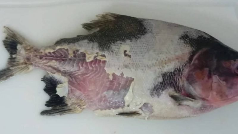 Bactéria inédita identificada no Brasil acende alerta para produtores de peixes