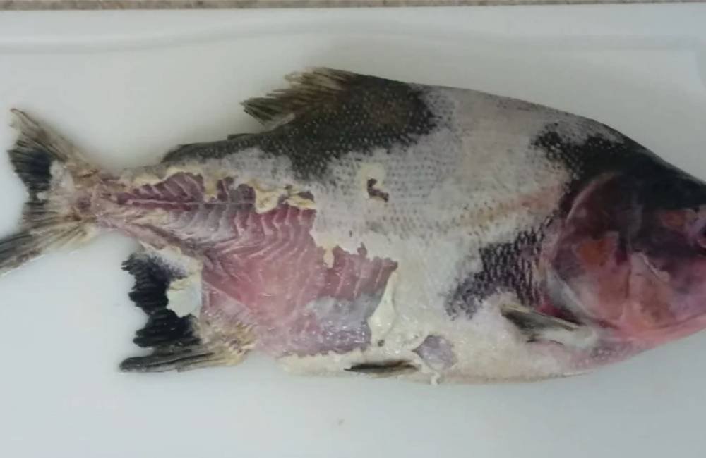 Bactéria inédita identificada no Brasil acende alerta para produtores de peixes