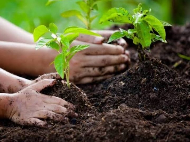 Bioinsumos na fixação de nitrogênio geram economia bilionária ao agro brasileiro