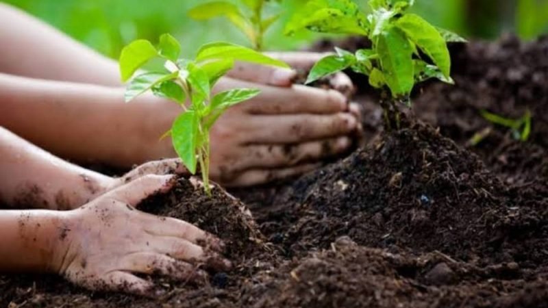 Bioinsumos na fixação de nitrogênio geram economia bilionária ao agro brasileiro
