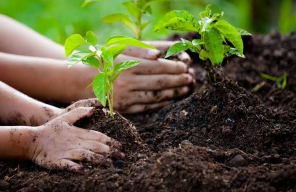 Bioinsumos na fixação de nitrogênio geram economia bilionária ao agro brasileiro