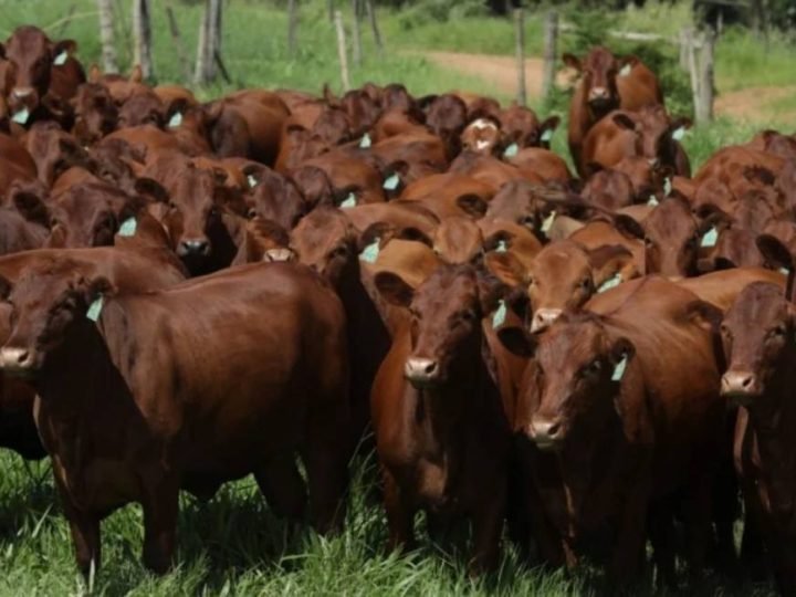 Bonsmara ganha espaço no cruzamento industrial e mira carne bovina premium