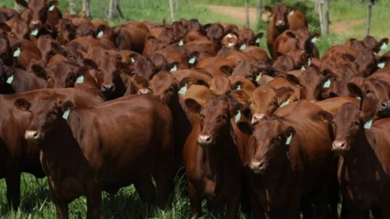Bonsmara ganha espaço no cruzamento industrial e mira carne bovina premium
