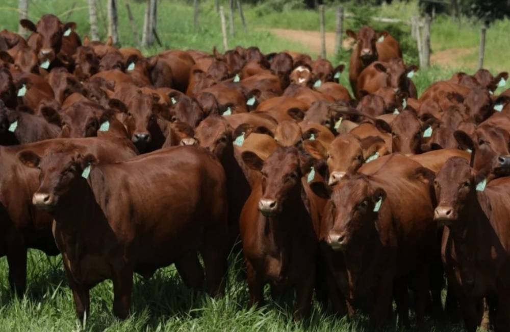 Bonsmara ganha espaço no cruzamento industrial e mira carne bovina premium