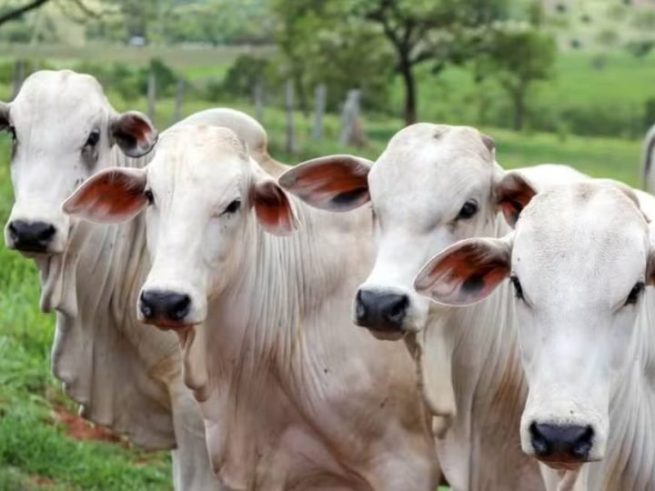 Brasil estuda restringir uso de antimicrobianos na pecuária para manter mercado europeu aberto