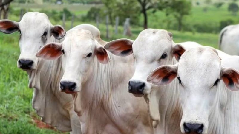 Brasil estuda restringir uso de antimicrobianos na pecuária para manter mercado europeu aberto