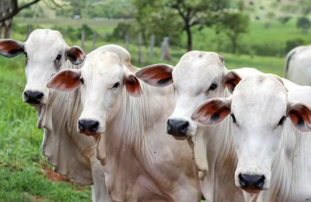 Brasil estuda restringir uso de antimicrobianos na pecuária para manter mercado europeu aberto