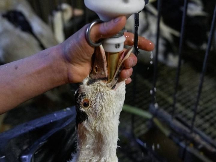 Brasil proíbe foie gras e veta método de produção por maus-tratos a animais