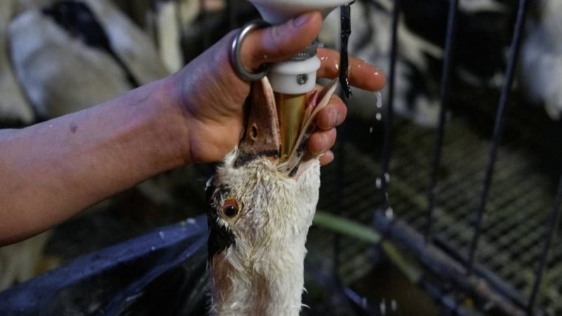 Brasil proíbe foie gras e veta método de produção por maus-tratos a animais