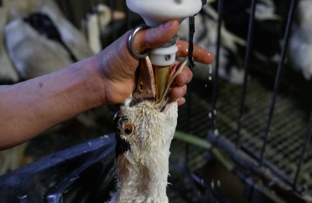 Brasil proíbe foie gras e veta método de produção por maus-tratos a animais