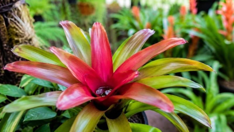 Bromélias podem transmitir dengue? SA Garden esclarece mito