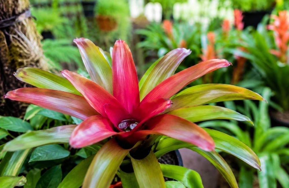 Bromélias podem transmitir dengue? SA Garden esclarece mito