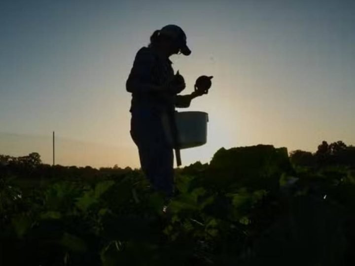 Calor extremo muda rotina no campo e desafia agricultores nos Estados Unidos