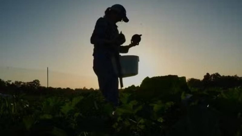 Calor extremo muda rotina no campo e desafia agricultores nos Estados Unidos