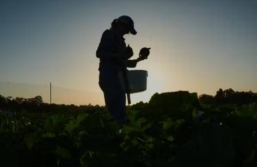 Calor extremo muda rotina no campo e desafia agricultores nos Estados Unidos