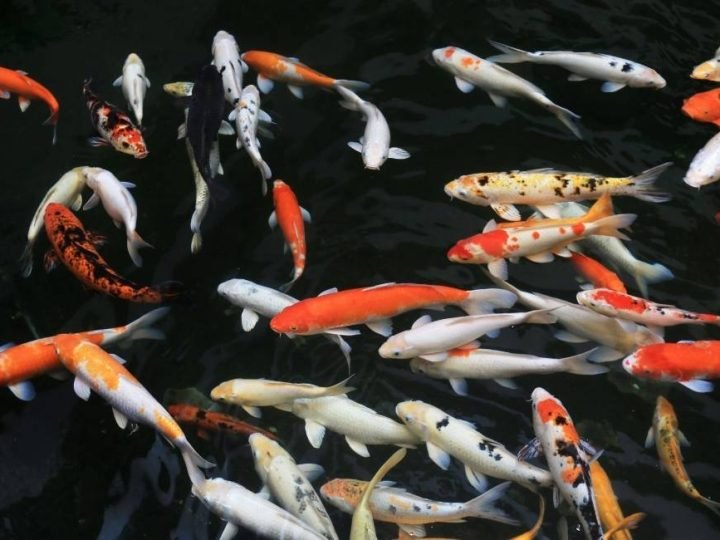 Carpa Nishikigoi: o peixe ornamental que pode valer milhões