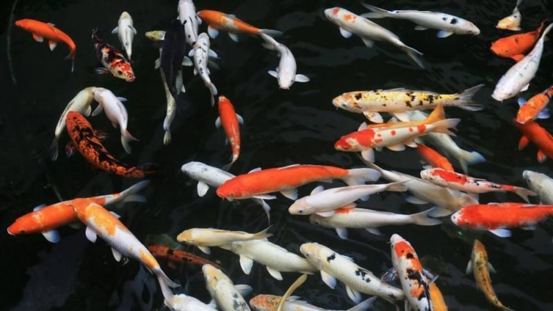 Carpa Nishikigoi: o peixe ornamental que pode valer milhões