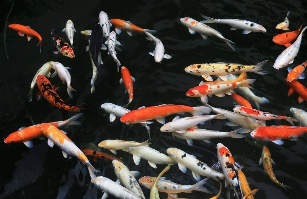 Carpa Nishikigoi: o peixe ornamental que pode valer milhões
