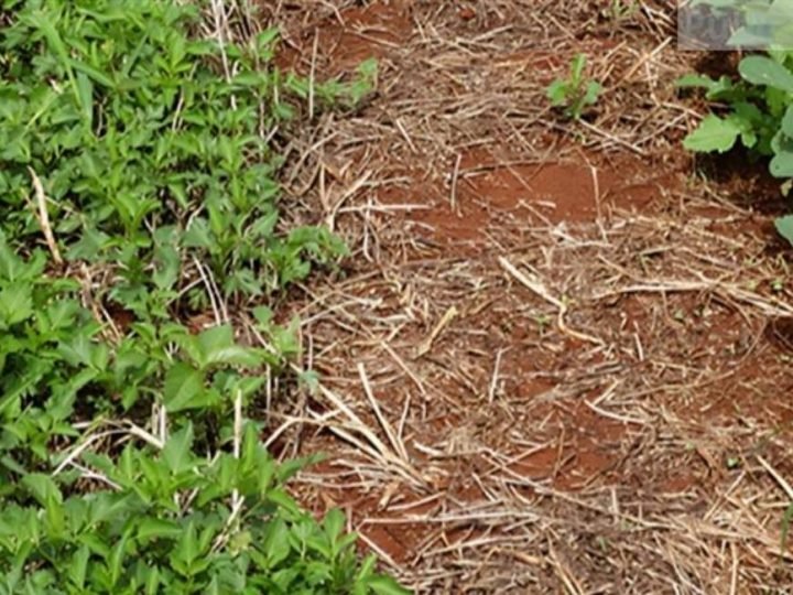 Caruru desafia produtores e muda estratégia no manejo da soja