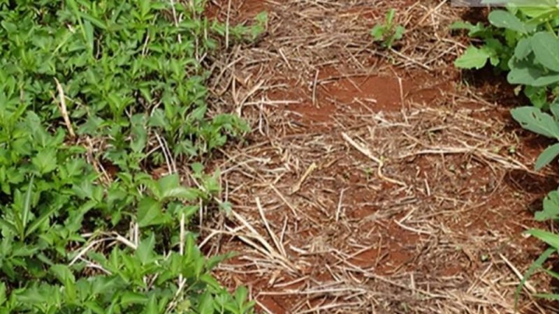 Caruru desafia produtores e muda estratégia no manejo da soja