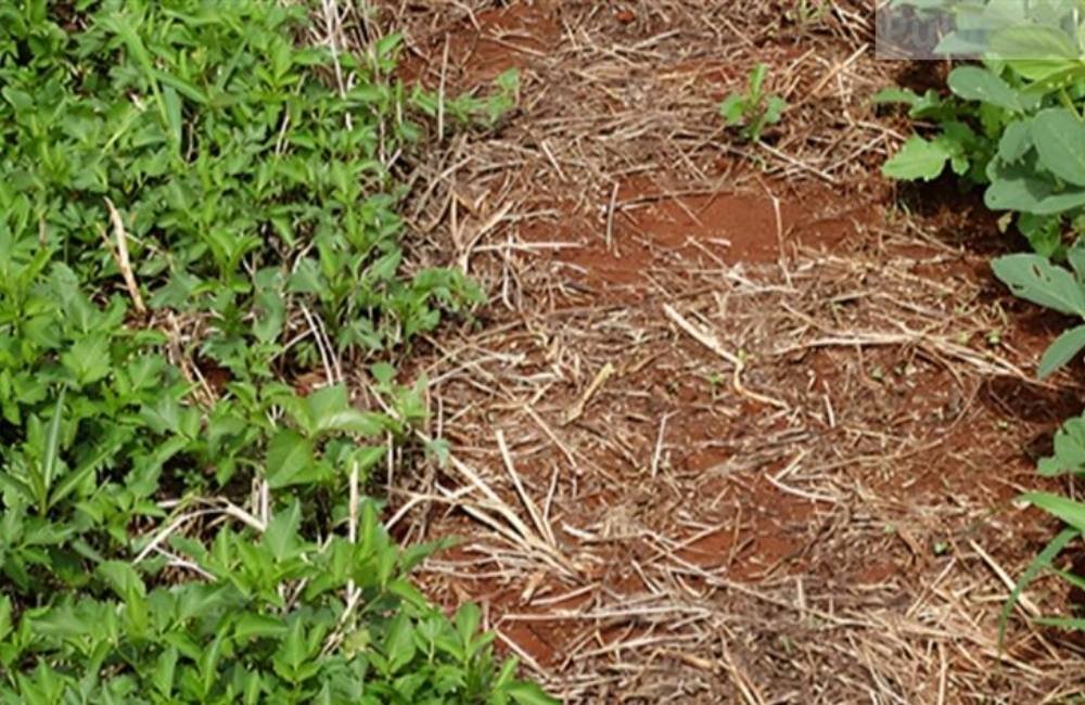 Caruru desafia produtores e muda estratégia no manejo da soja