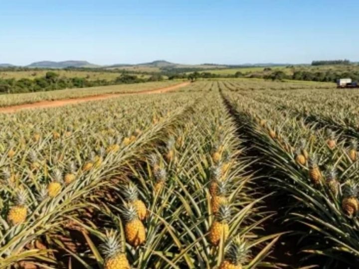 Cidade de Goiás se destaca no abacaxi e responde por quase 70% da produção estadual