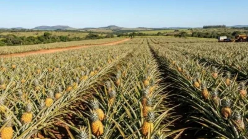 Cidade de Goiás se destaca no abacaxi e responde por quase 70% da produção estadual
