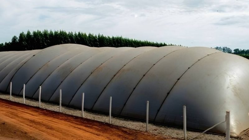 Dejetos de aves e suínos podem transformar resíduos em energia e nova fonte de renda no campo