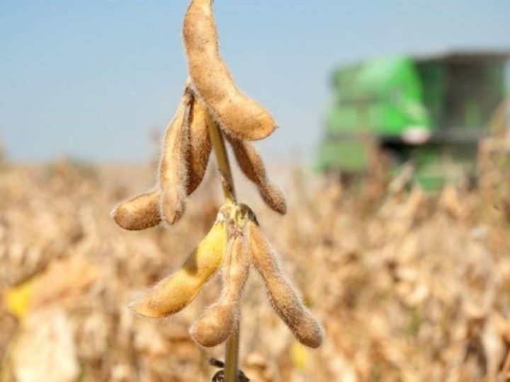 Escolha correta dos herbicidas é decisiva para produtividade e controle de plantas daninhas