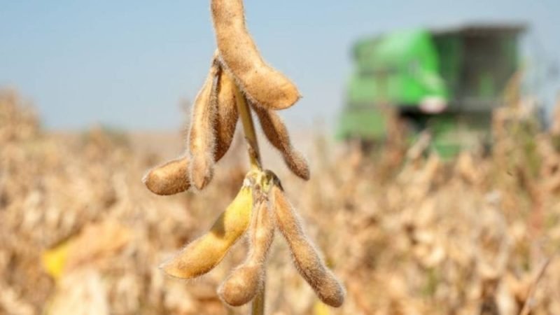 Escolha correta dos herbicidas é decisiva para produtividade e controle de plantas daninhas