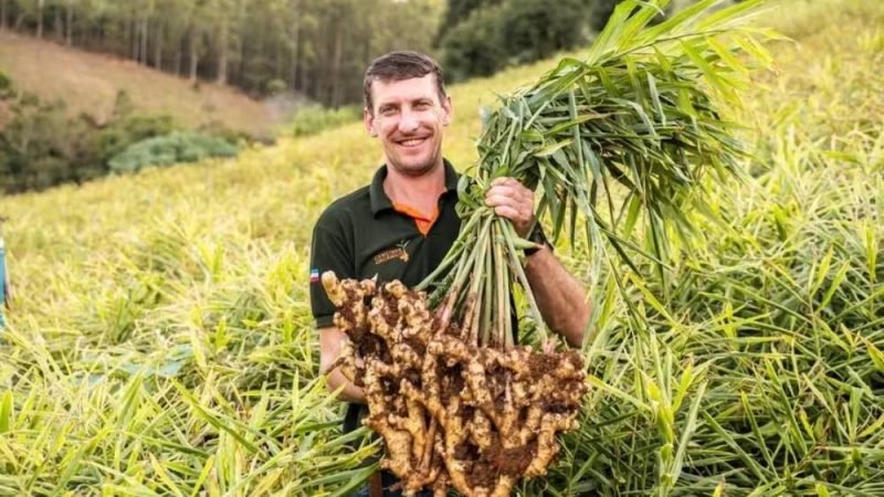 Do campo para a mesa: Dia do Agricultor celebra quem alimenta o Brasil e impulsiona a economia