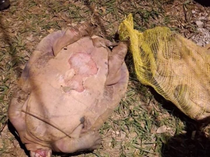 Dois tracajás são encontrados mortos em lago de Jataí e caso será investigado