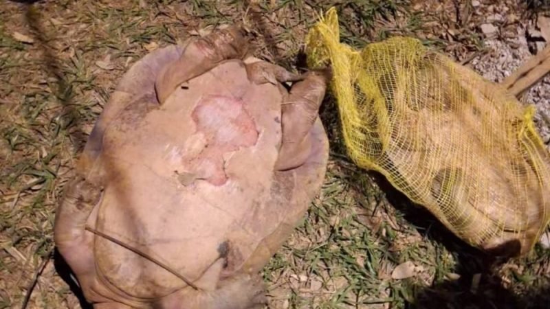 Dois tracajás são encontrados mortos em lago de Jataí e caso será investigado