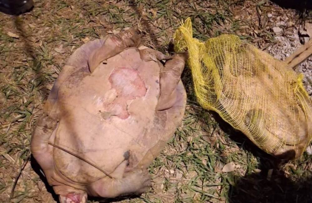 Dois tracajás são encontrados mortos em lago de Jataí e caso será investigado