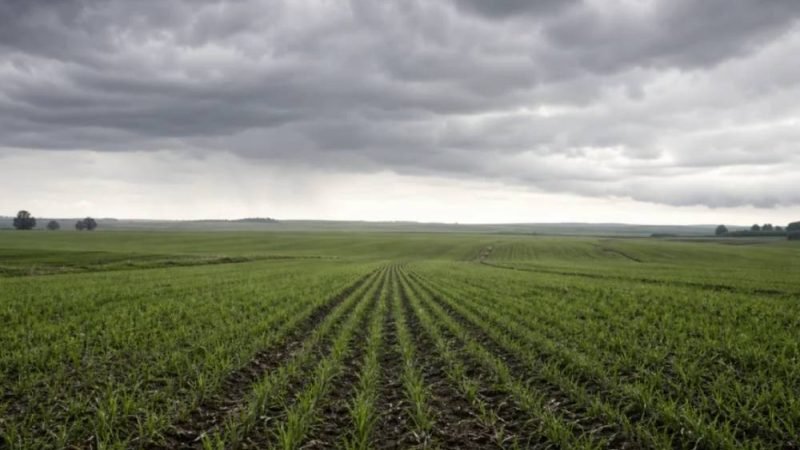 El Niño forte acende alerta para a soja e pode elevar custos no campo