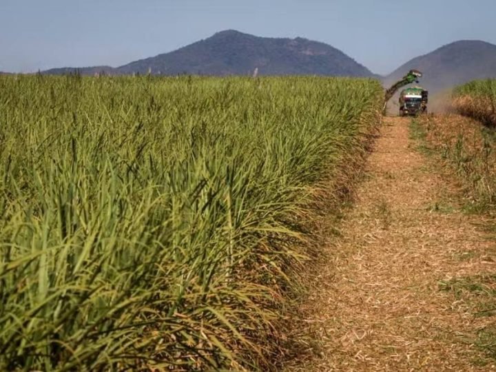 El Niño pode favorecer produtividade da cana-de-açúcar no Brasil, apontam especialistas