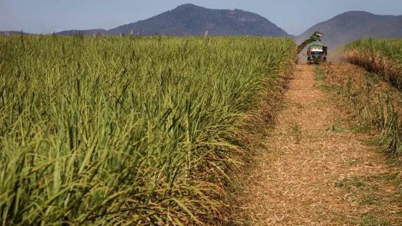 El Niño pode favorecer produtividade da cana-de-açúcar no Brasil, apontam especialistas