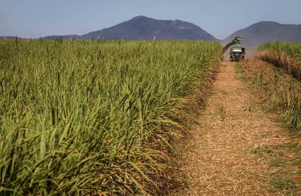 El Niño pode favorecer produtividade da cana-de-açúcar no Brasil, apontam especialistas