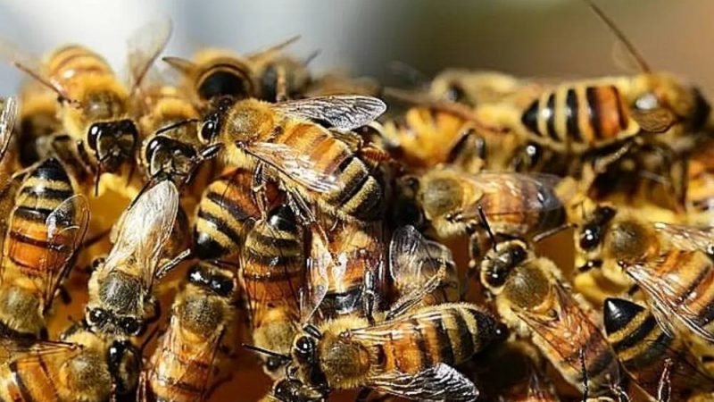Enxame de abelhas ataca duas pessoas e um cachorro em Goiânia; vítimas recebem atendimento