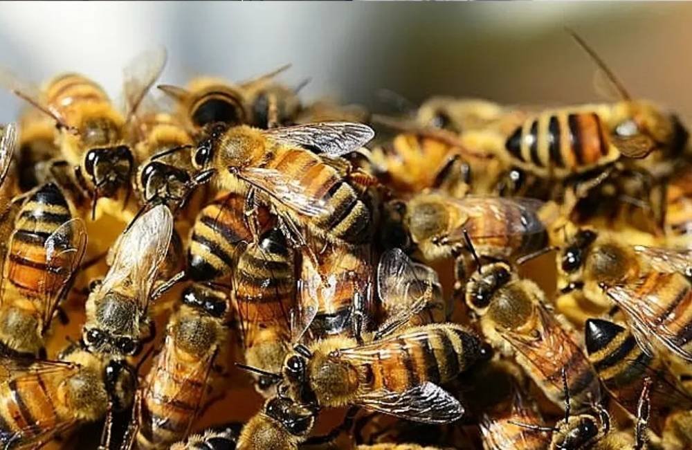 Enxame de abelhas ataca duas pessoas e um cachorro em Goiânia; vítimas recebem atendimento