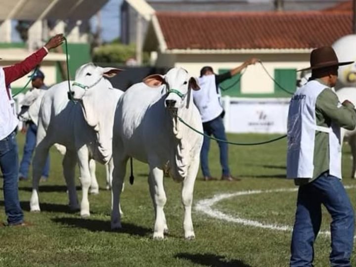 Expo Rio Verde reúne criadores e destaca genética bovina em etapa nacional