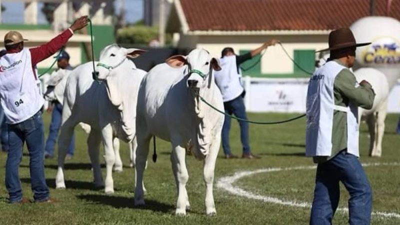 Expo Rio Verde reúne criadores e destaca genética bovina em etapa nacional