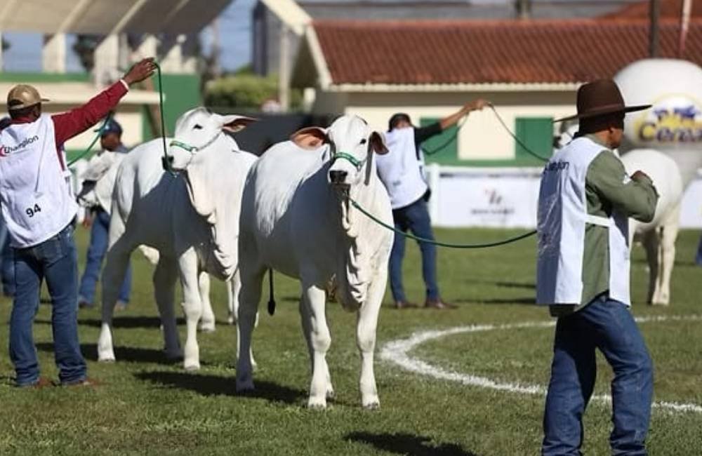 Expo Rio Verde reúne criadores e destaca genética bovina em etapa nacional