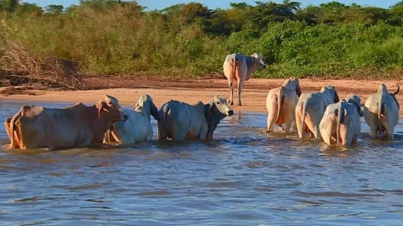 Exportações de carne brasileira para a UE correm risco por novas exigências sobre antimicrobianos