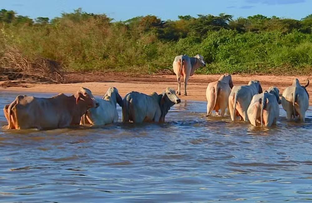 Exportações de carne brasileira para a UE correm risco por novas exigências sobre antimicrobianos