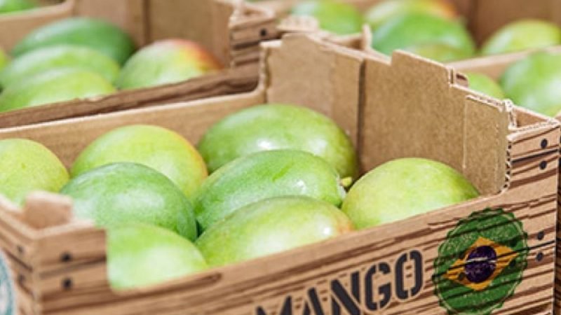 Exportações de frutas do Brasil disparam em 2026 e receita cresce 20% no mercado internacional
