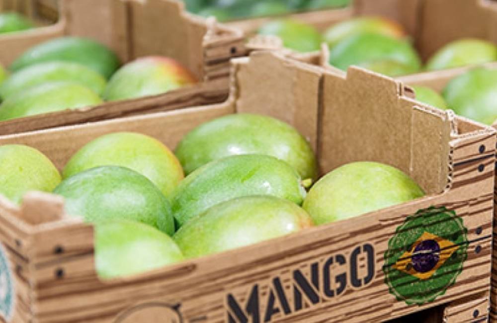 Exportações de frutas do Brasil disparam em 2026 e receita cresce 20% no mercado internacional