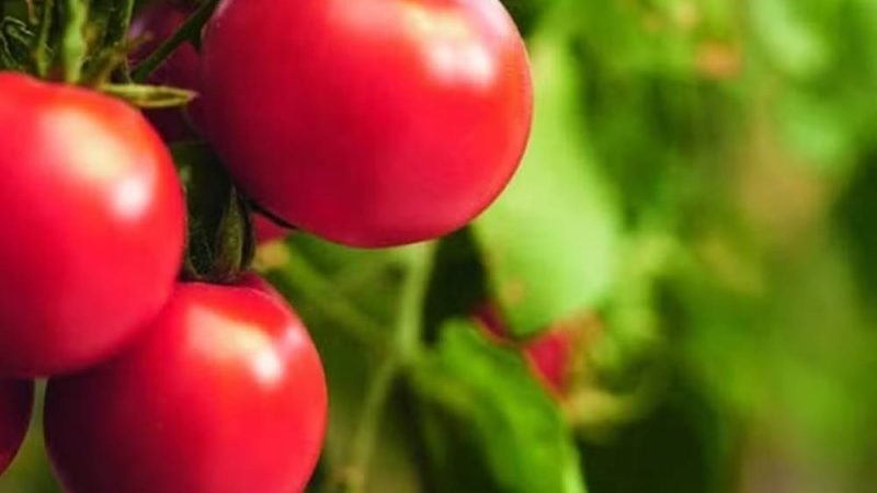FAO lança plataforma que indica qual cultura plantar em cada região
