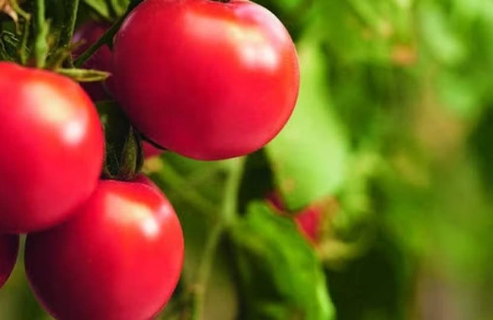 FAO lança plataforma que indica qual cultura plantar em cada região